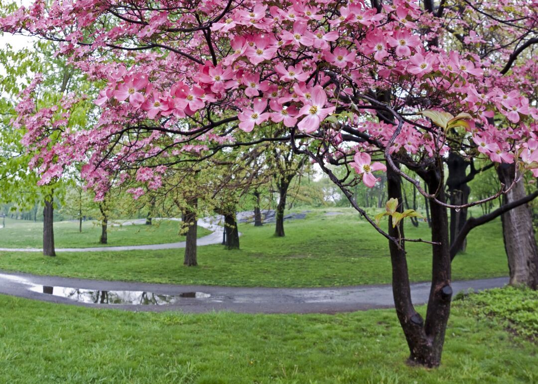 Answer: Tree #4